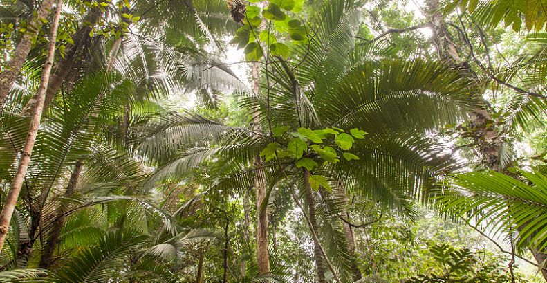 indigenous skincare ingredients